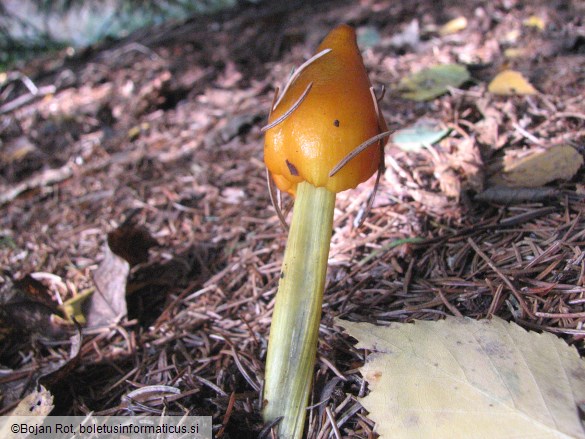 Hygrocybe conica