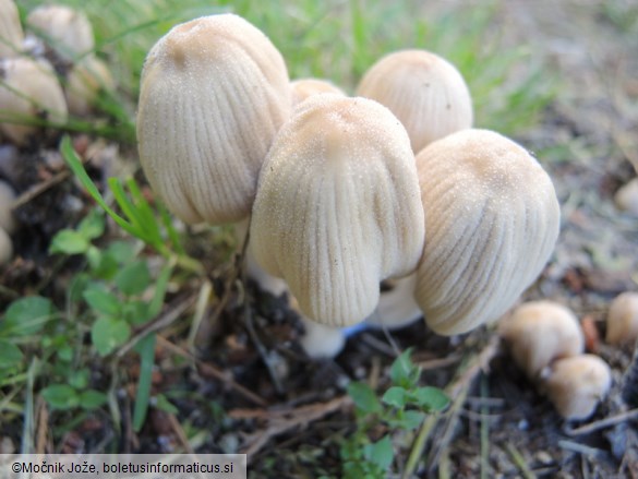 Coprinellus truncorum