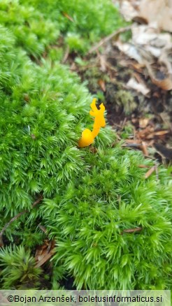 Calocera viscosa