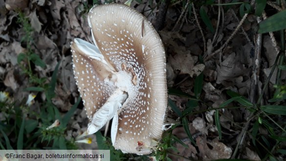 Amanita pantherina