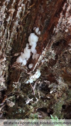 Ceratiomyxa porioides