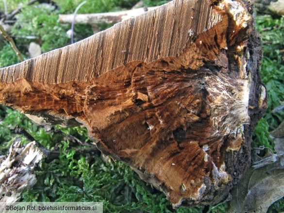 Ganoderma applanatum