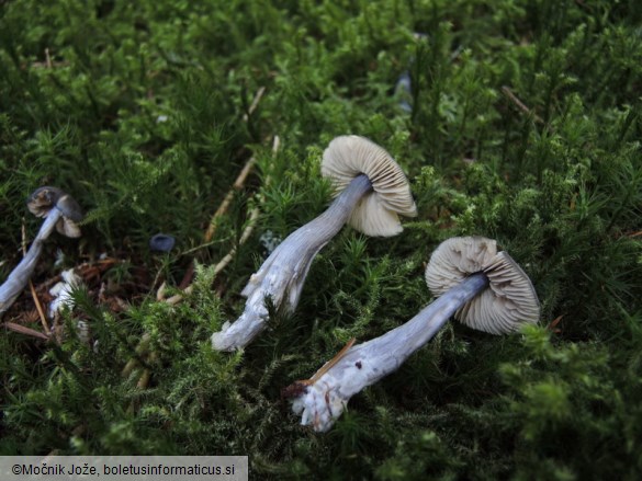 Entocybe nitida