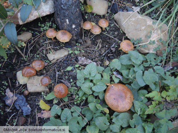 Pholiota brunnescens