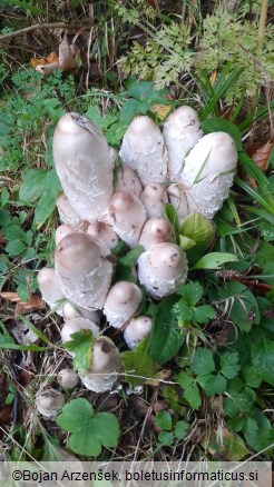 Coprinus comatus