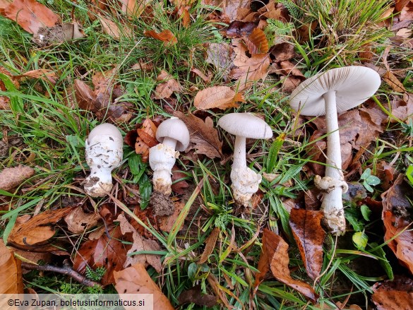 Amanita simulans