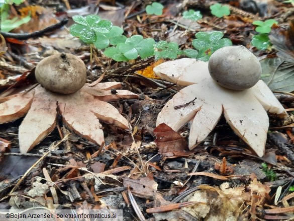 Geastrum rufescens
