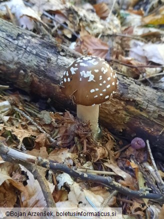 Amanita pantherina