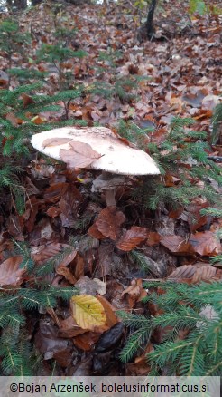 Macrolepiota procera