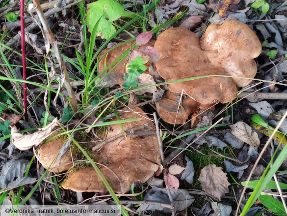 Paxillus rubicundulus
