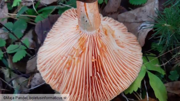 Lactarius semisanguifluus