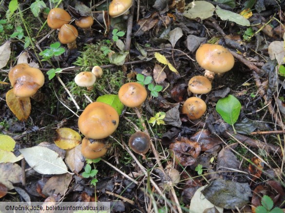 Cortinarius trivialis