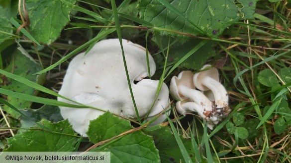 Leucocybe connata