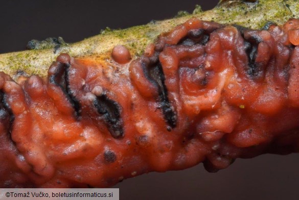 Marchandiomyces quercinus