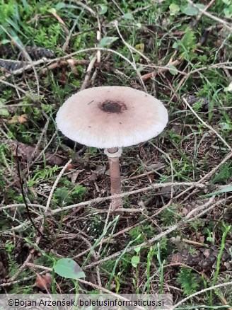 Macrolepiota procera