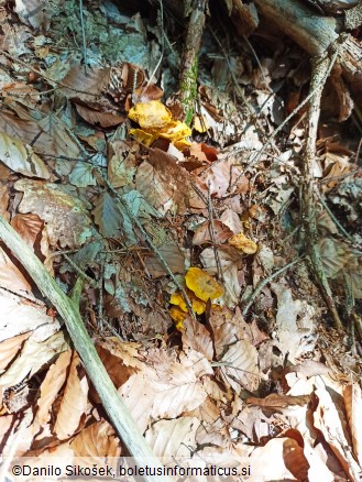 Cantharellus cibarius