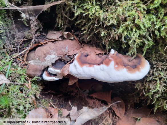 Ganoderma resinaceum
