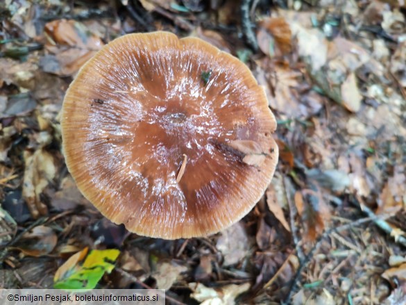 Cortinarius collinitus