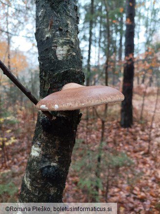 Fomitopsis betulina