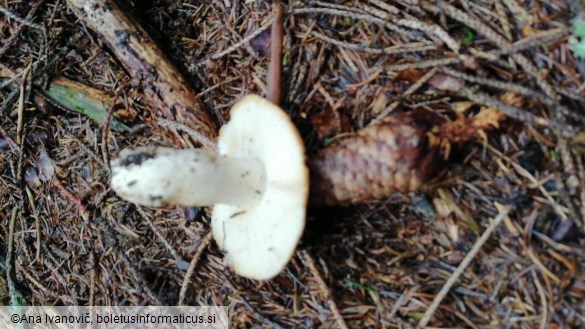 Russula mustelina