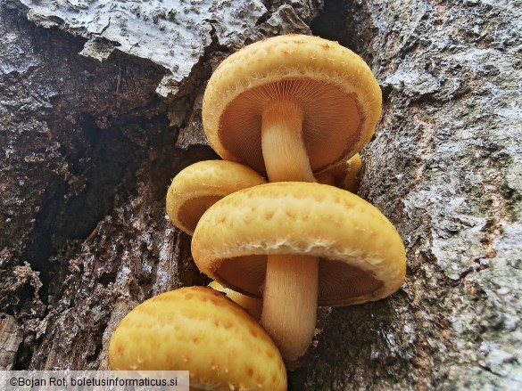 Pholiota adiposa