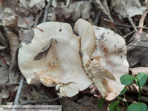 Lactarius illyricus