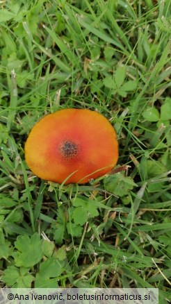 Hygrocybe conica