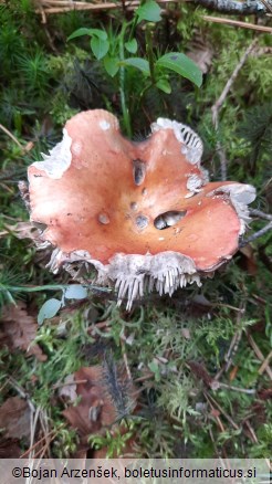 Russula decolorans