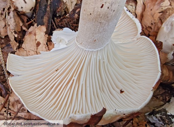 Hygrophorus poetarum