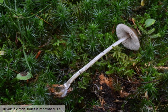 Entoloma conferendum