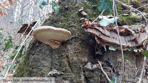 Ganoderma pfeifferi