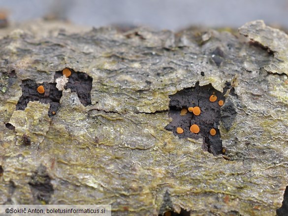 Orbilia xanthoguttulata