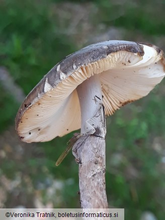 Amanita porphyria