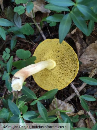 Xerocomus subtomentosus