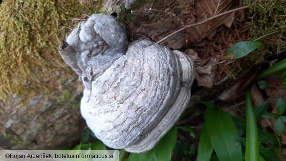 Fomes fomentarius