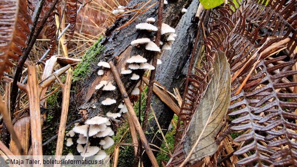 Schizophyllum commune