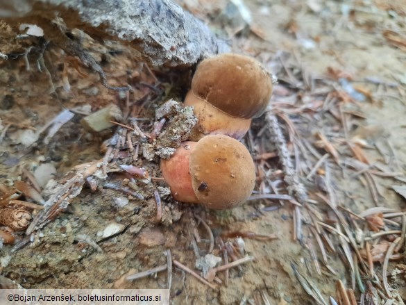 Neoboletus erythropus