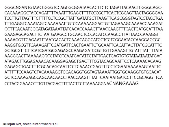 Clitocybe inflatipes