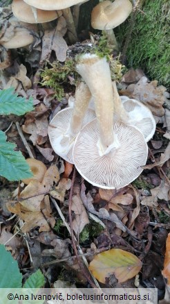 Armillaria ostoyae