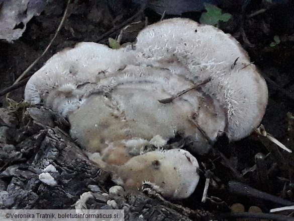 Trametes hirsuta