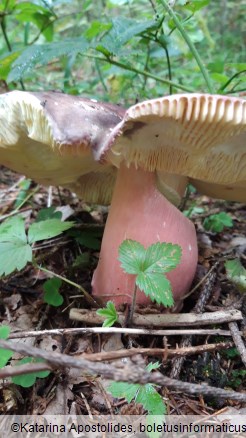 Russula olivacea