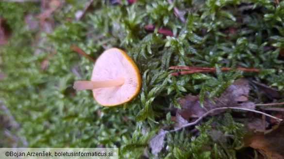 Pluteus leoninus