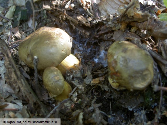 Boletus pulverulentus