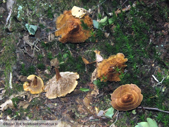 Coltricia perennis