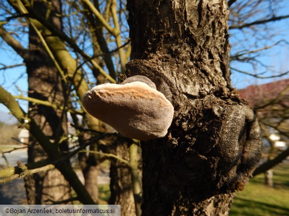 Phellinus pomaceus