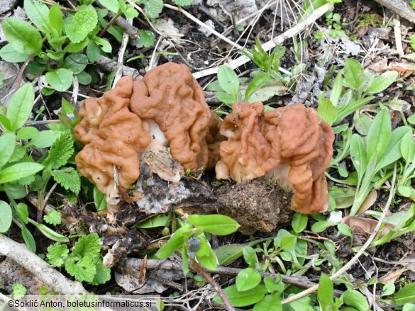 Gyromitra gigas