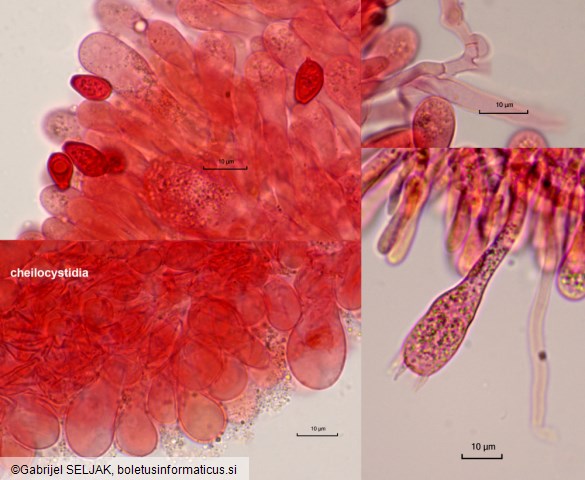 Chlorophyllum brunneum