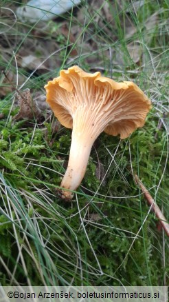 Cantharellus cibarius