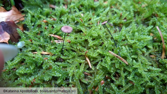 Marasmius wettsteinii