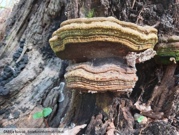 Ganoderma pfeifferi